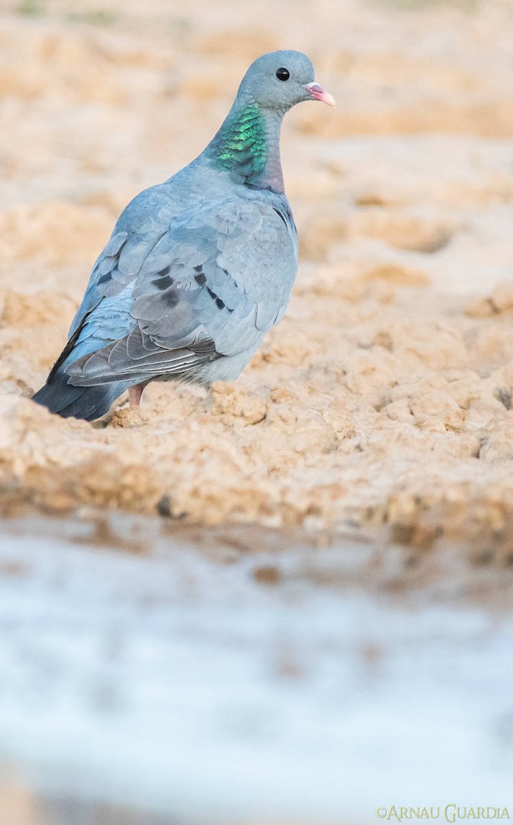 Stock Dove - ML350265341