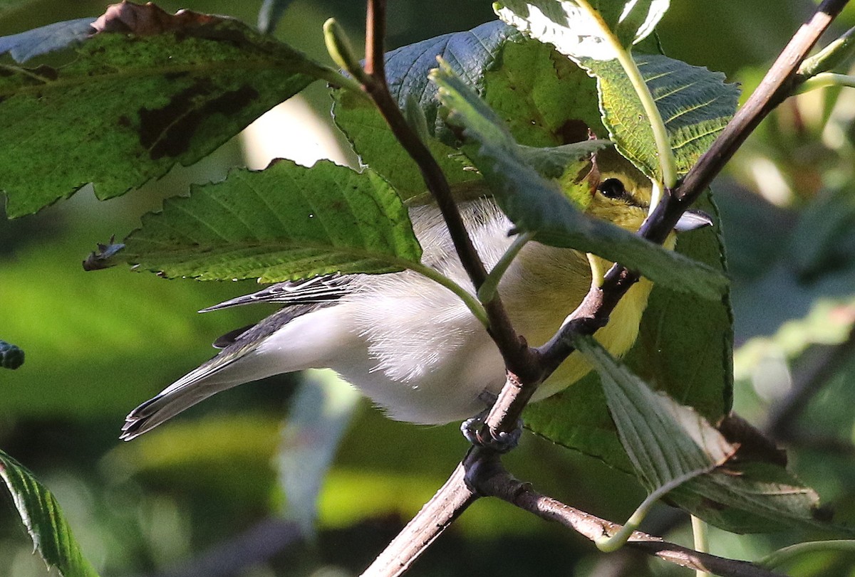 Yellow-throated Vireo - ML35026641