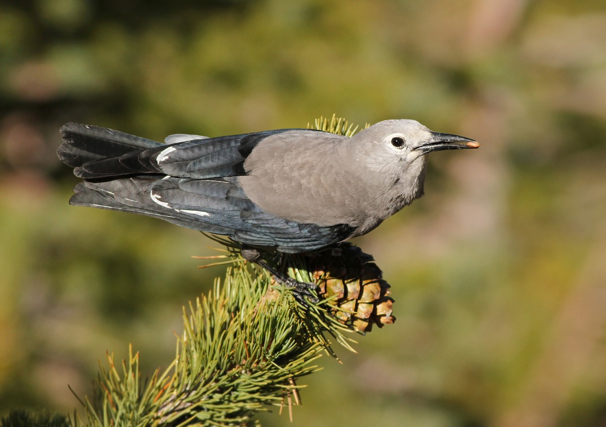 Clark's Nutcracker - Jeremiah Trimble