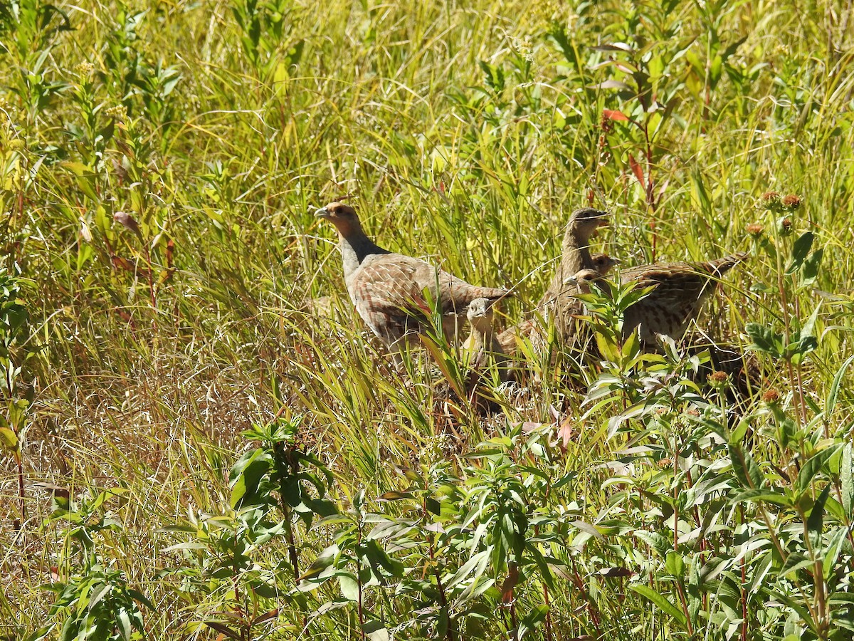 Gray Partridge - ML35026691