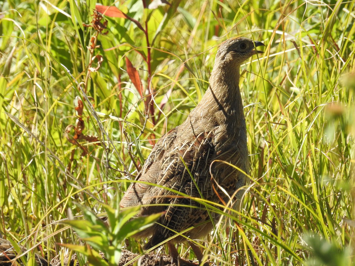 Gray Partridge - ML35026731