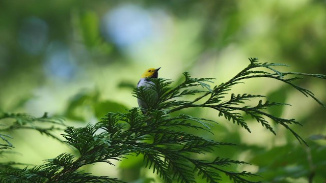 Hermit Warbler - ML350267471