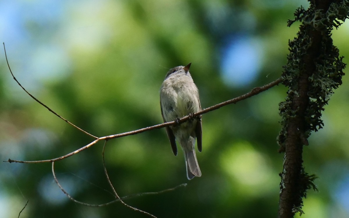 Hammond's Flycatcher - ML350267671