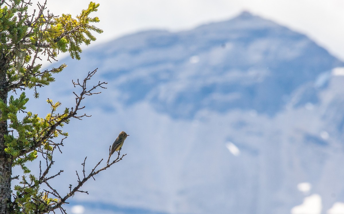 Western Flycatcher (Pacific-slope) - ML350268701