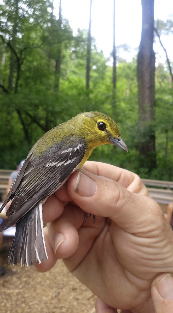 Yellow-throated Vireo - ML350269381