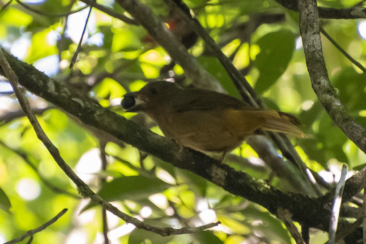 Red-crowned Ant-Tanager (Red) - ML350271951