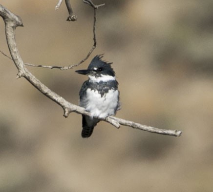 Belted Kingfisher - ML35027451