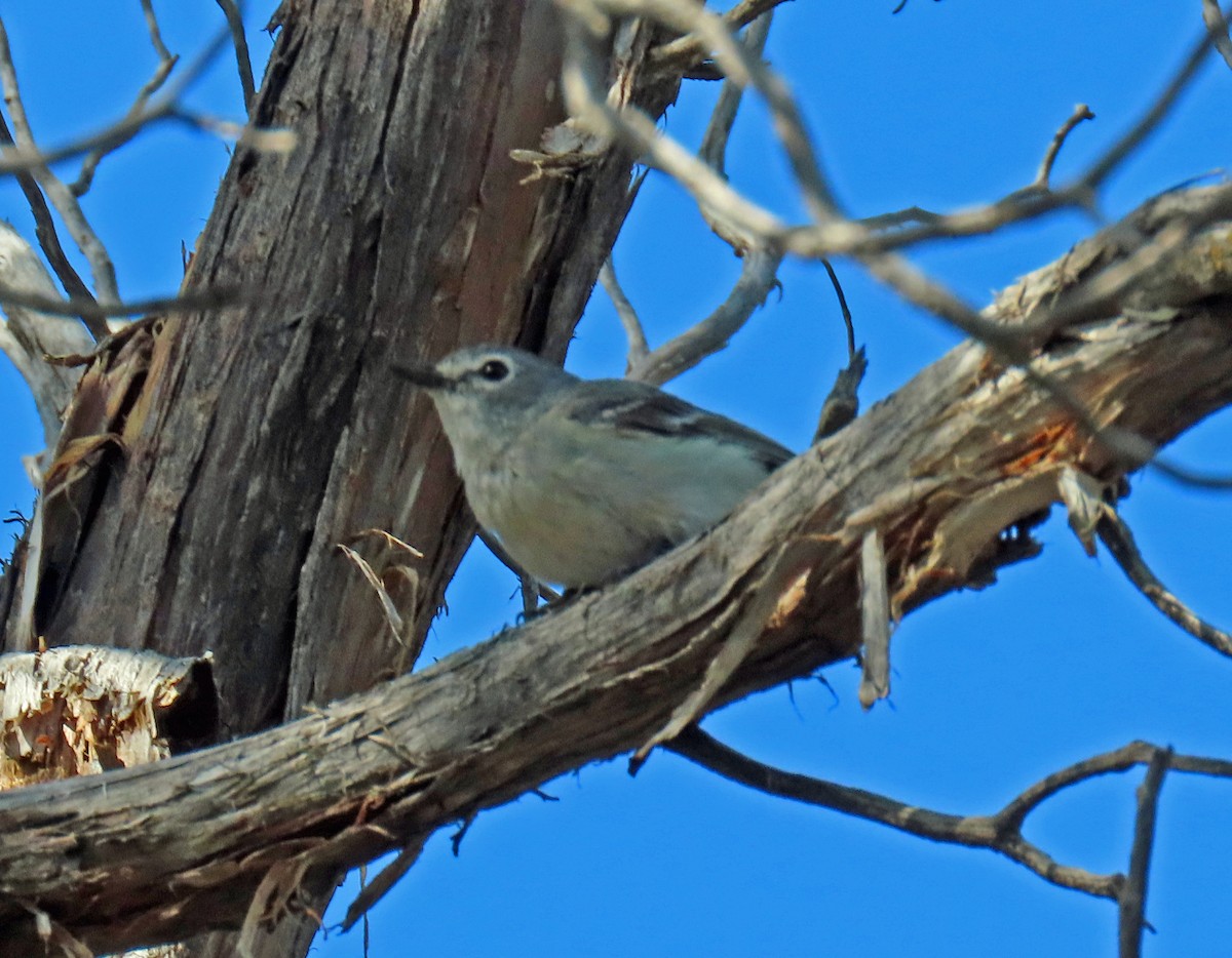 Kurşuni Vireo - ML350274691