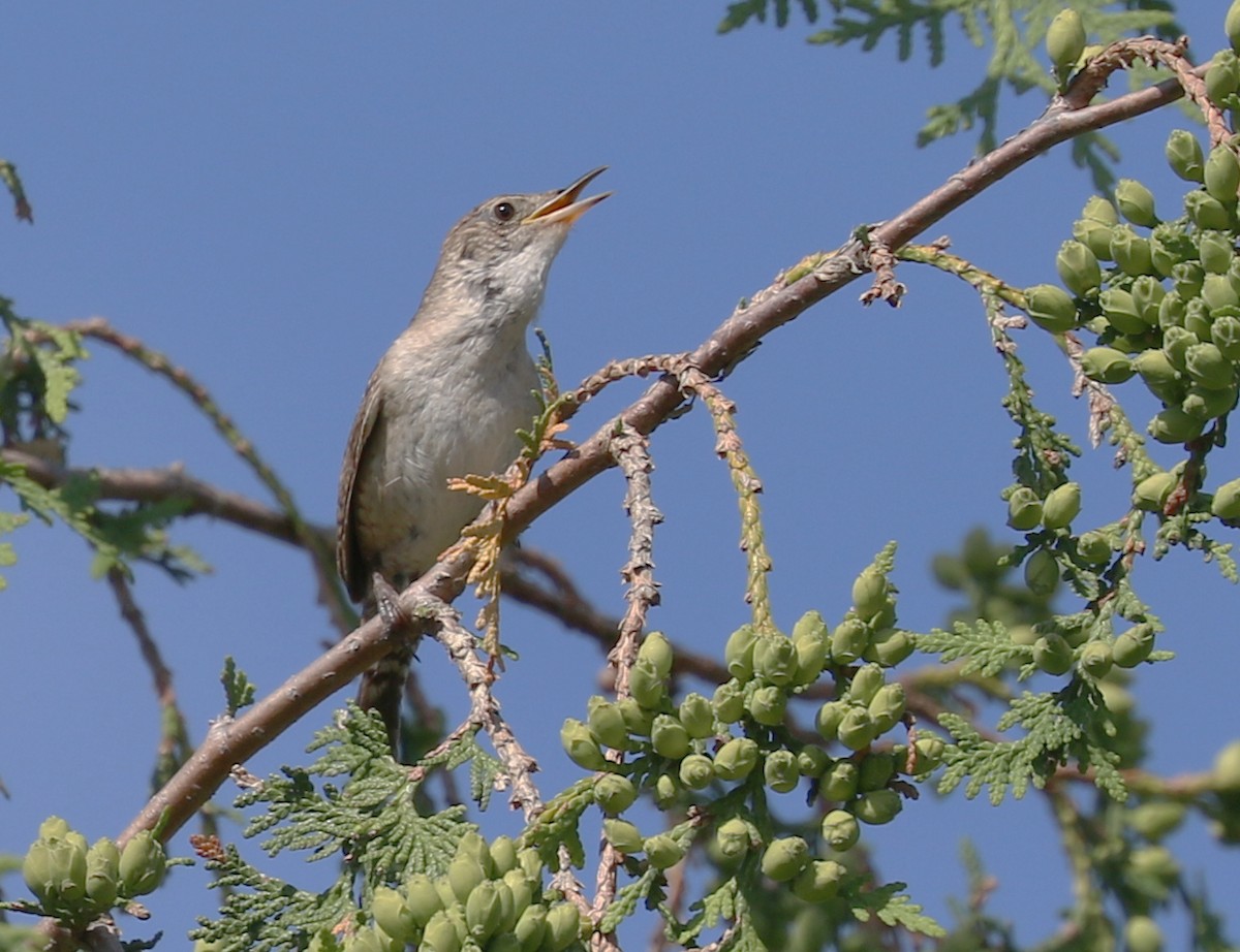 House Wren - ML350276521