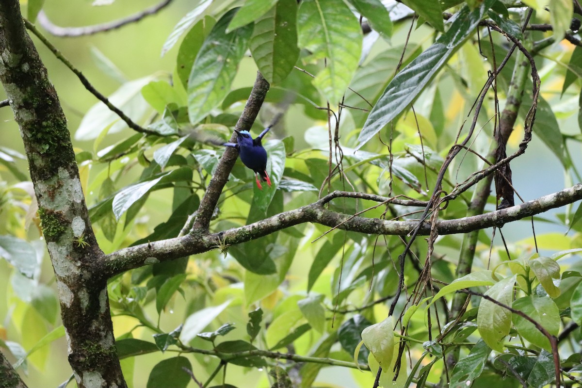 Red-legged Honeycreeper - ML350277041
