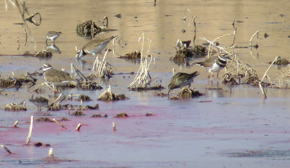 Pectoral Sandpiper - ML35027841