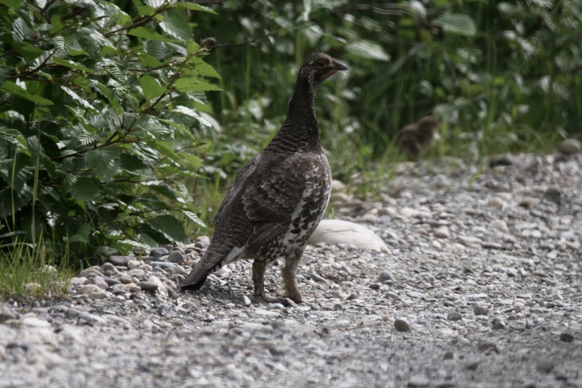 Dusky Grouse - ML350279711