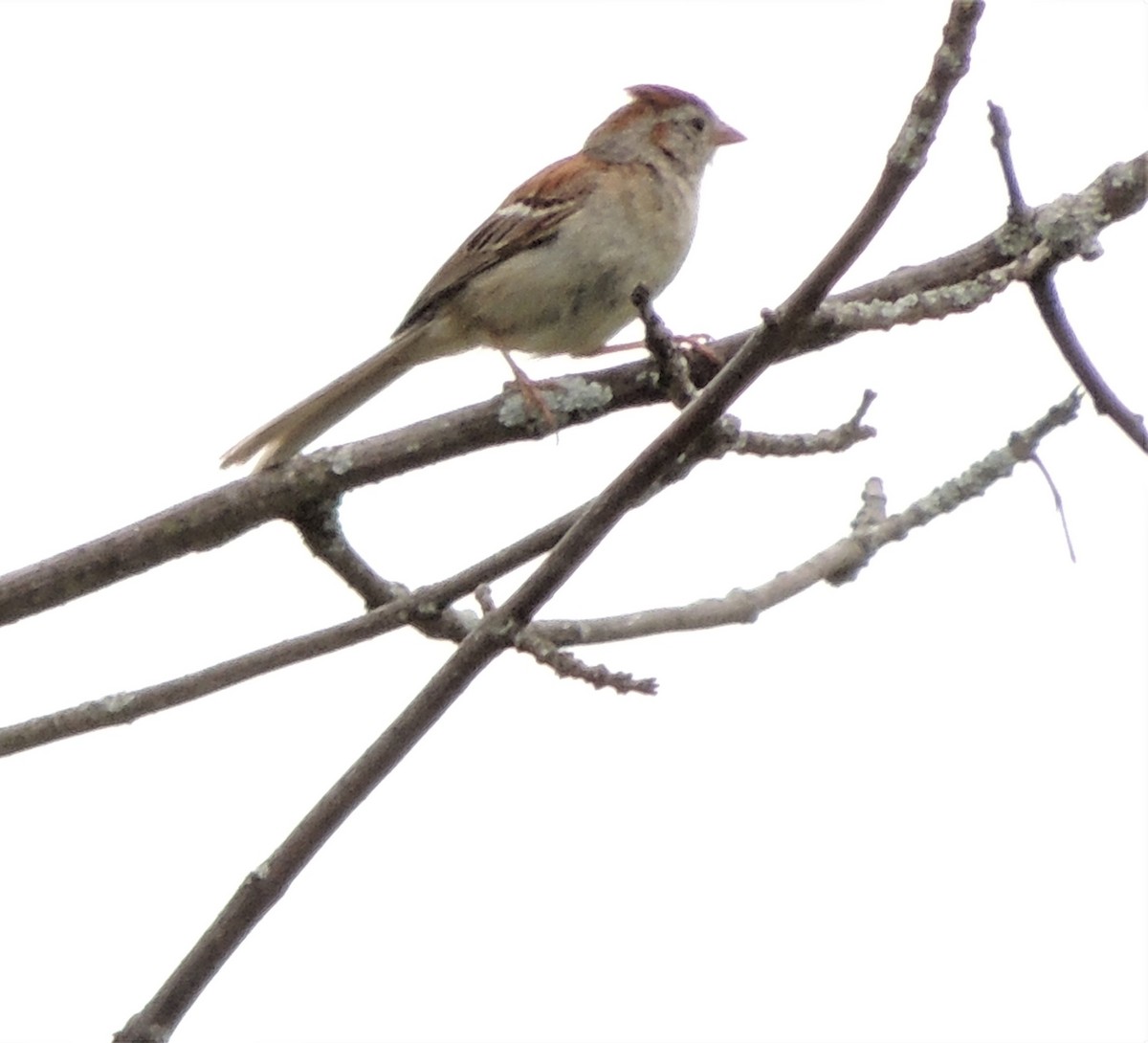 Field Sparrow - ML350281081