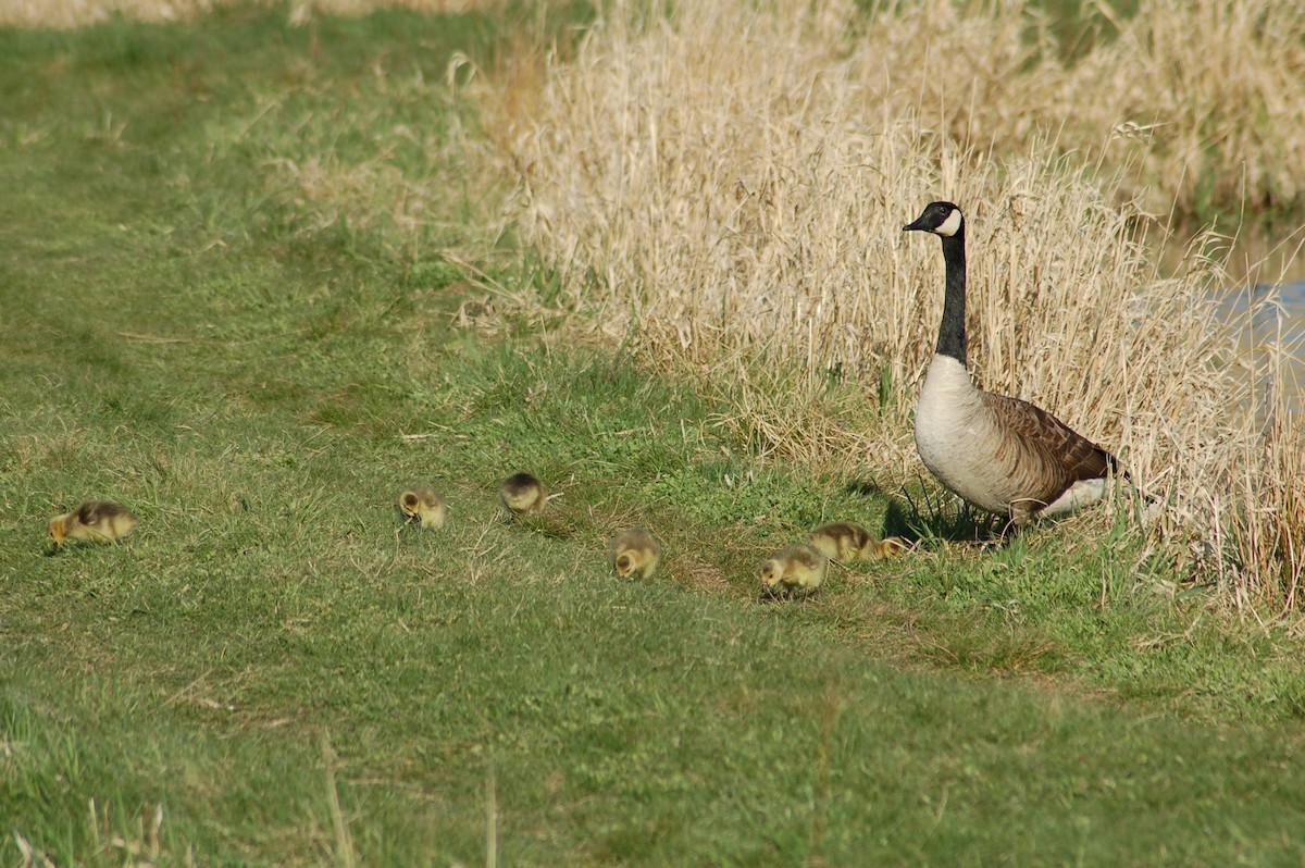 Canada Goose - ML35028121