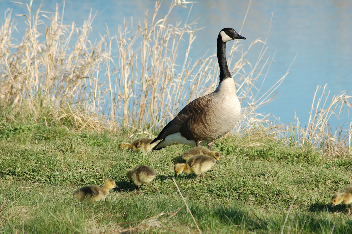 Canada Goose - ML35028131