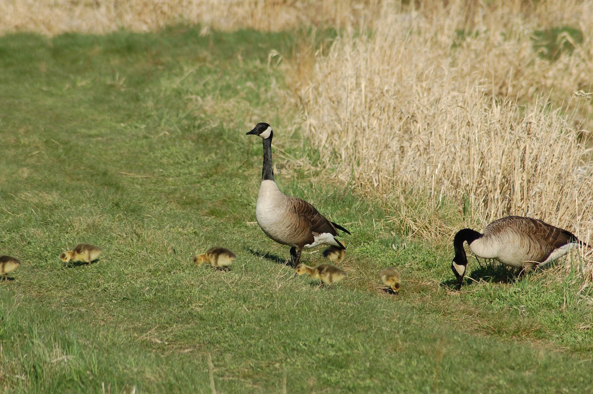 Canada Goose - Daniel Lebbin