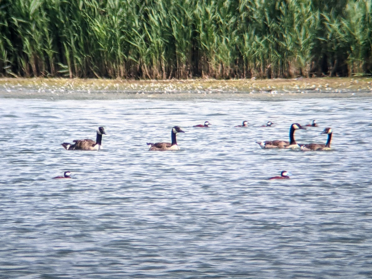 Ruddy Duck - ML350282111