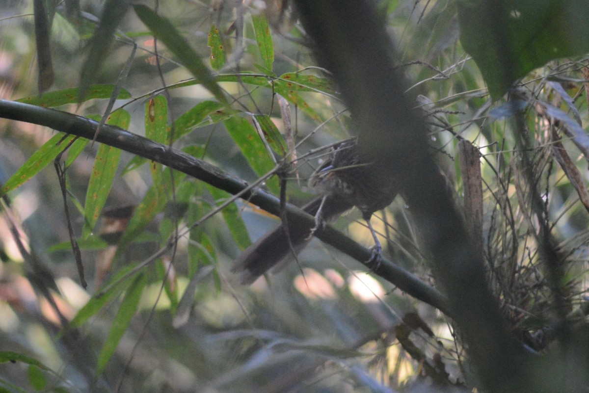 Dusky-tailed Antbird - Ben Phalan