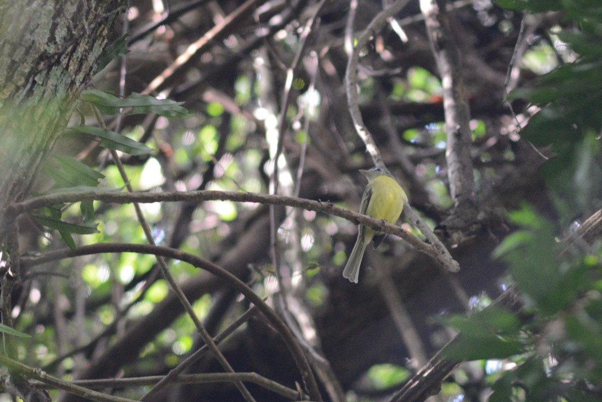 Yellow-olive Flatbill - Ben Phalan