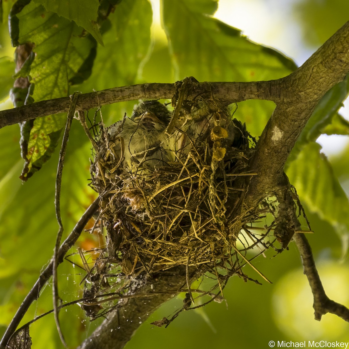 Acadian Flycatcher - ML350284111