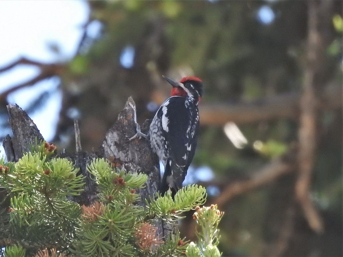 Red-naped Sapsucker - ML350284651