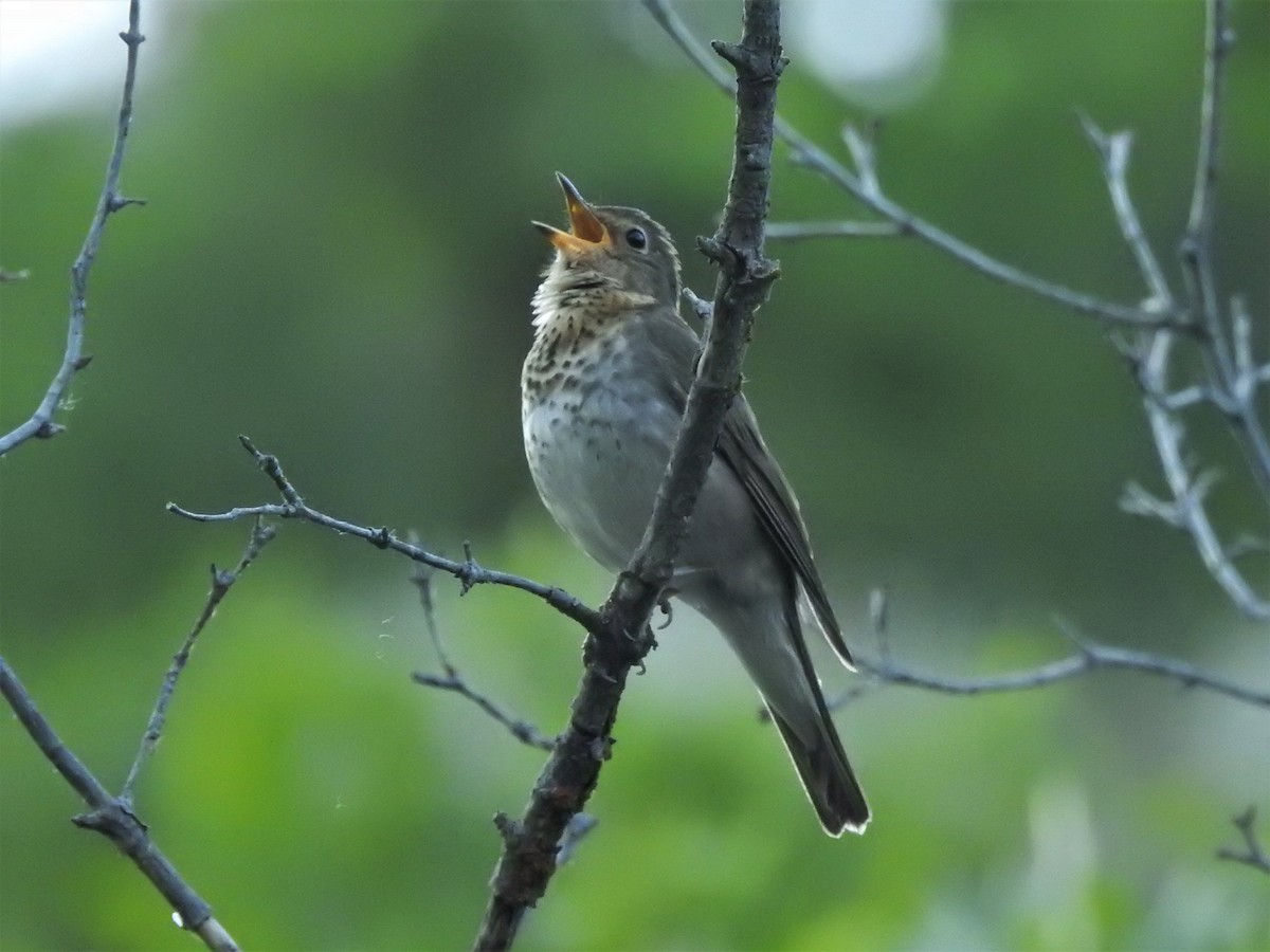 Swainson's Thrush - ML350284801