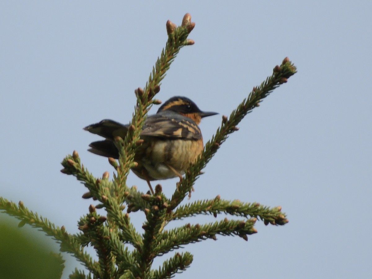 Varied Thrush - Merryl Edelstein