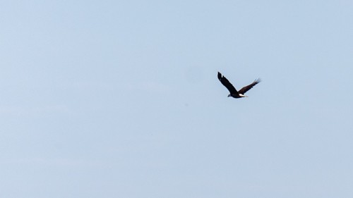 Weißkopf-Seeadler - ML350285351