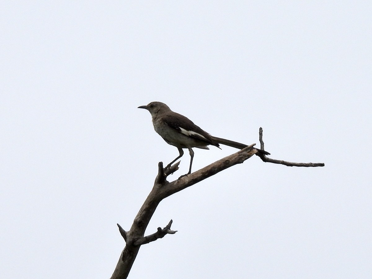 Northern Mockingbird - ML350285381