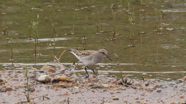 Weißbürzel-Strandläufer - ML350287031