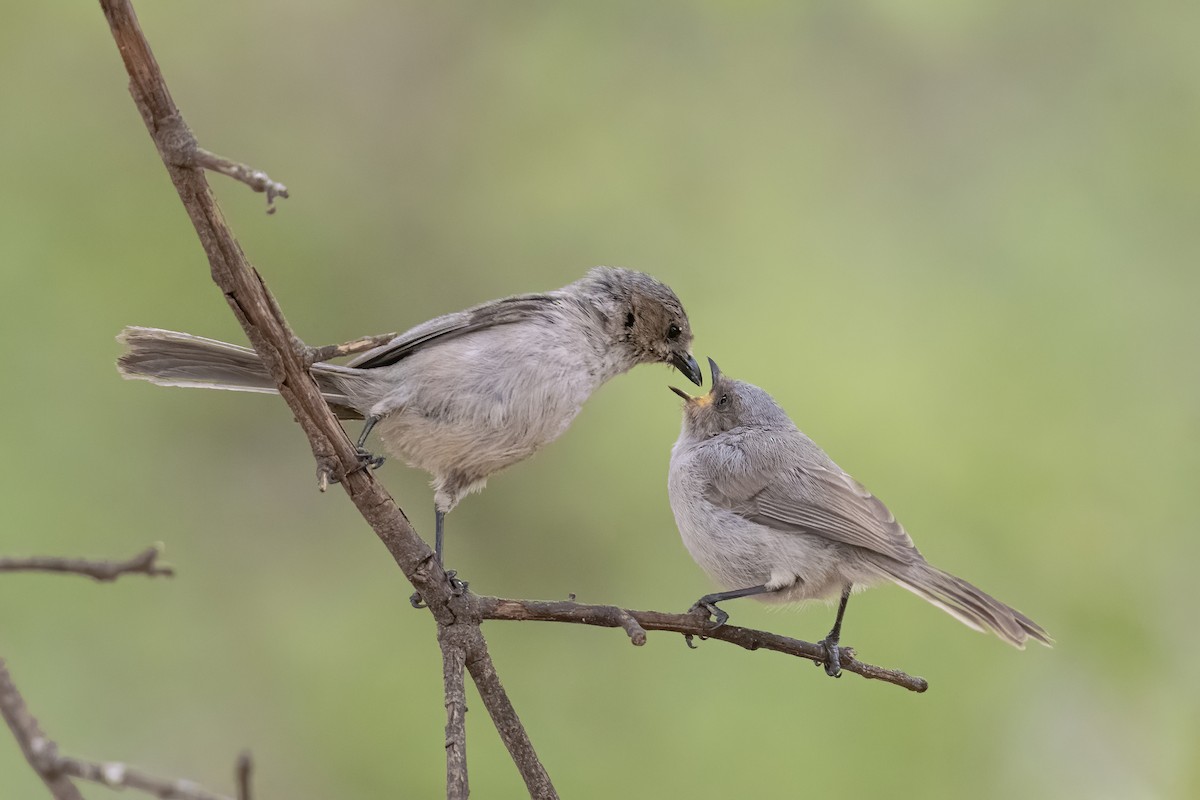 Bushtit - ML350288061