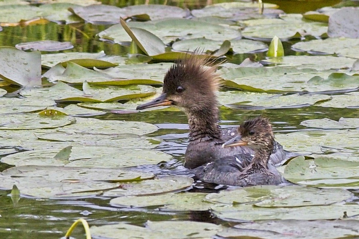 Hooded Merganser - ML350288521