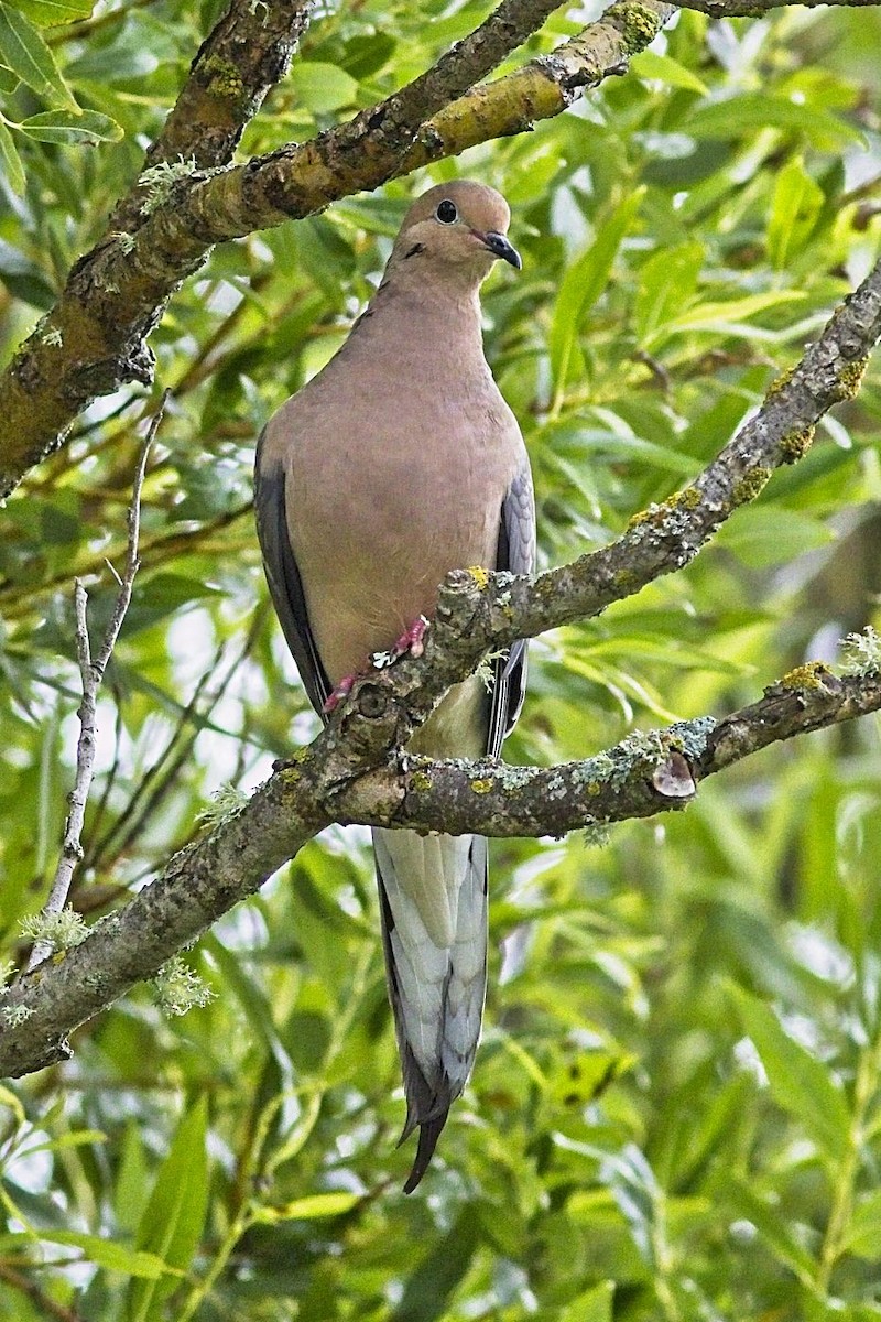 Mourning Dove - ML350288581