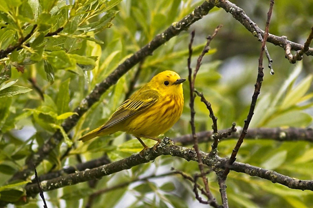 Yellow Warbler (Northern) - ML350289201