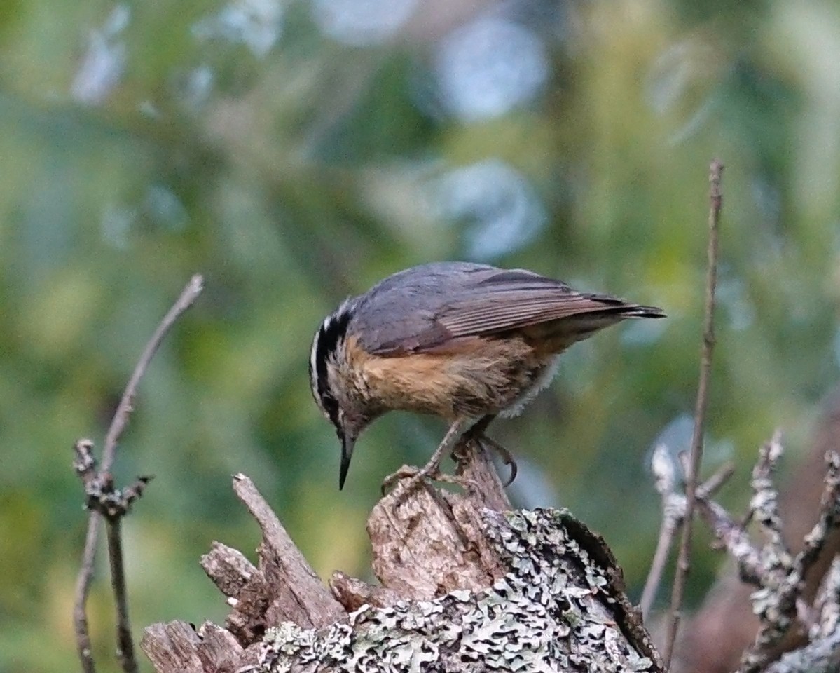 Red-breasted Nuthatch - ML350290181