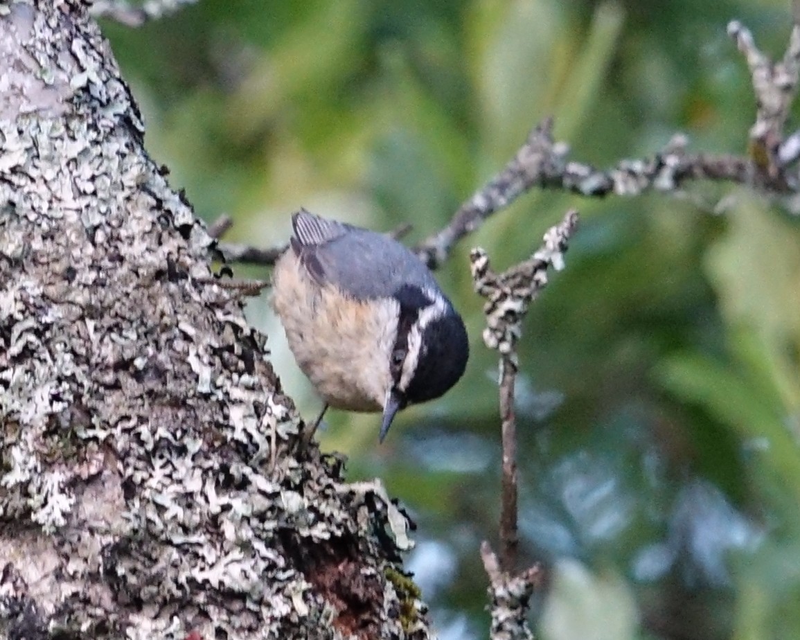 Red-breasted Nuthatch - ML350290191