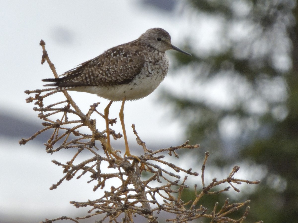 Lesser Yellowlegs - ML350290571