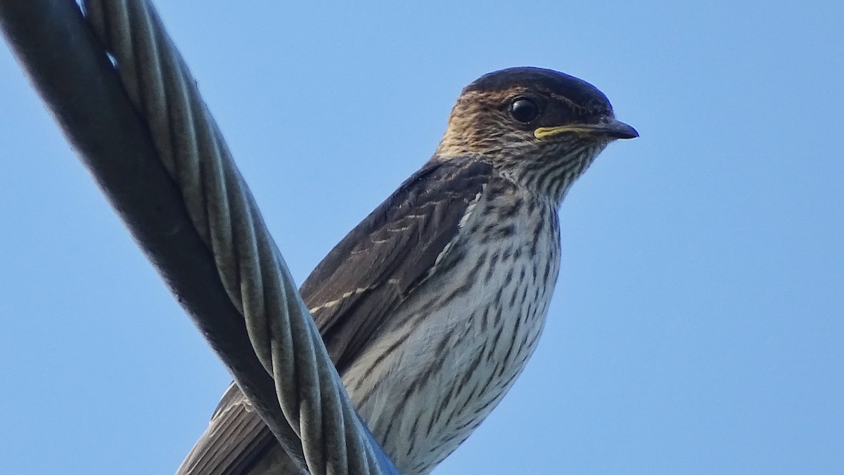 Striated Swallow - Kim Cancino