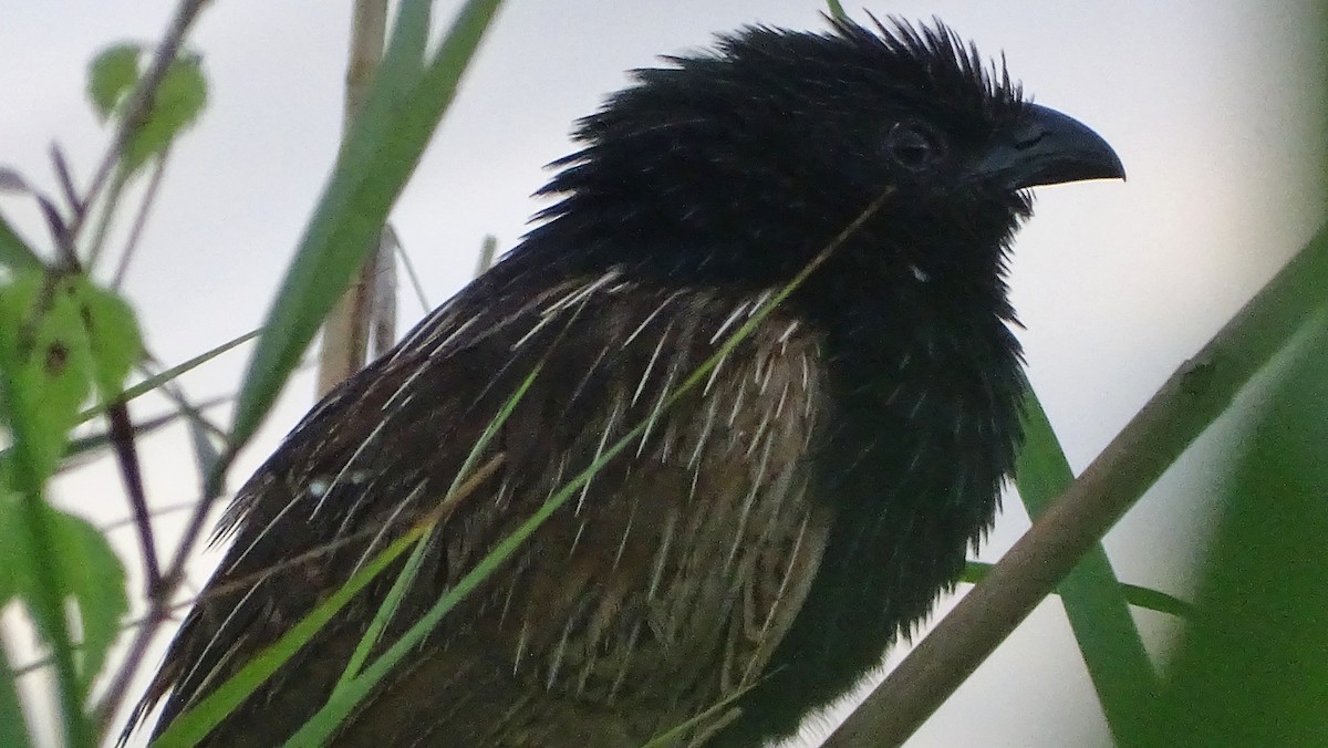 Lesser Coucal - ML350291071