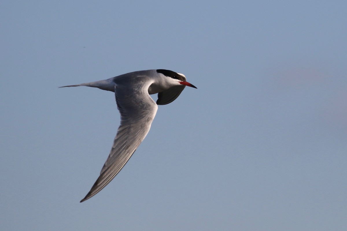 Common Tern - ML350291211