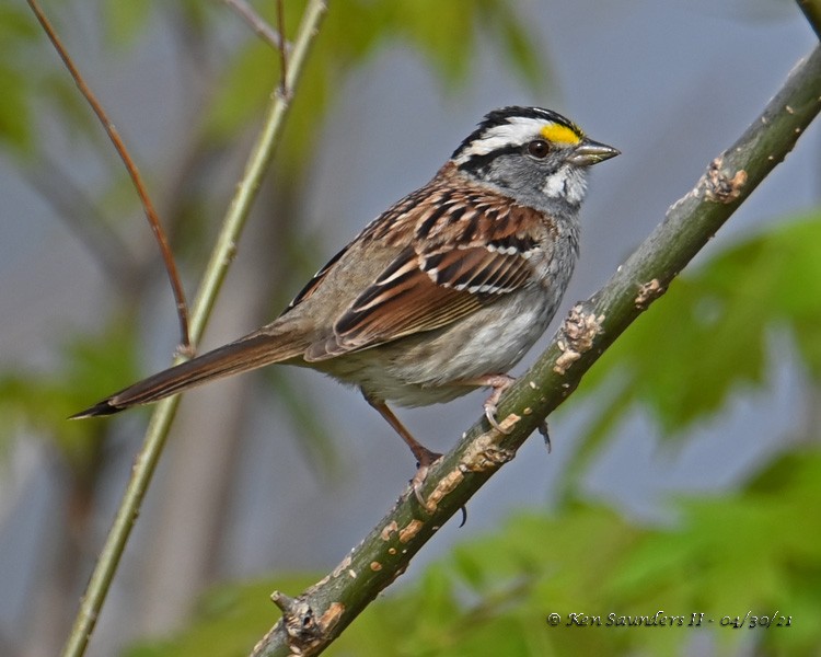 White-throated Sparrow - ML350291371