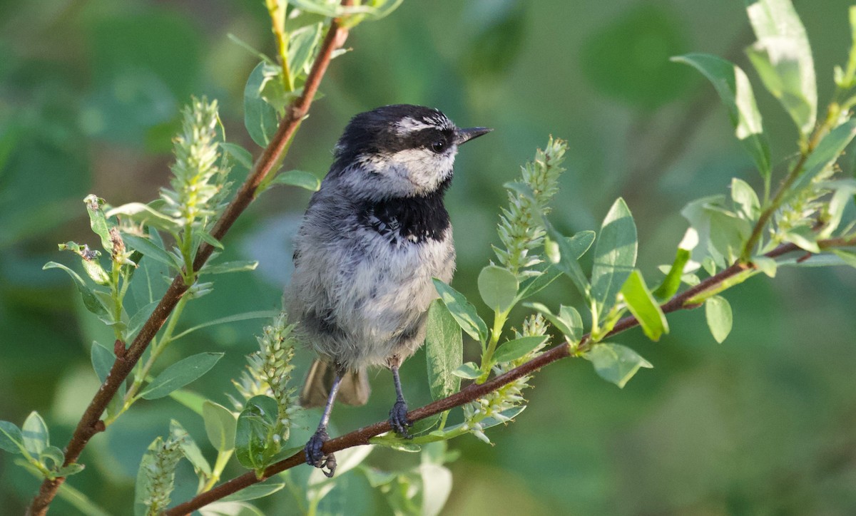 Mountain Chickadee - ML350292081