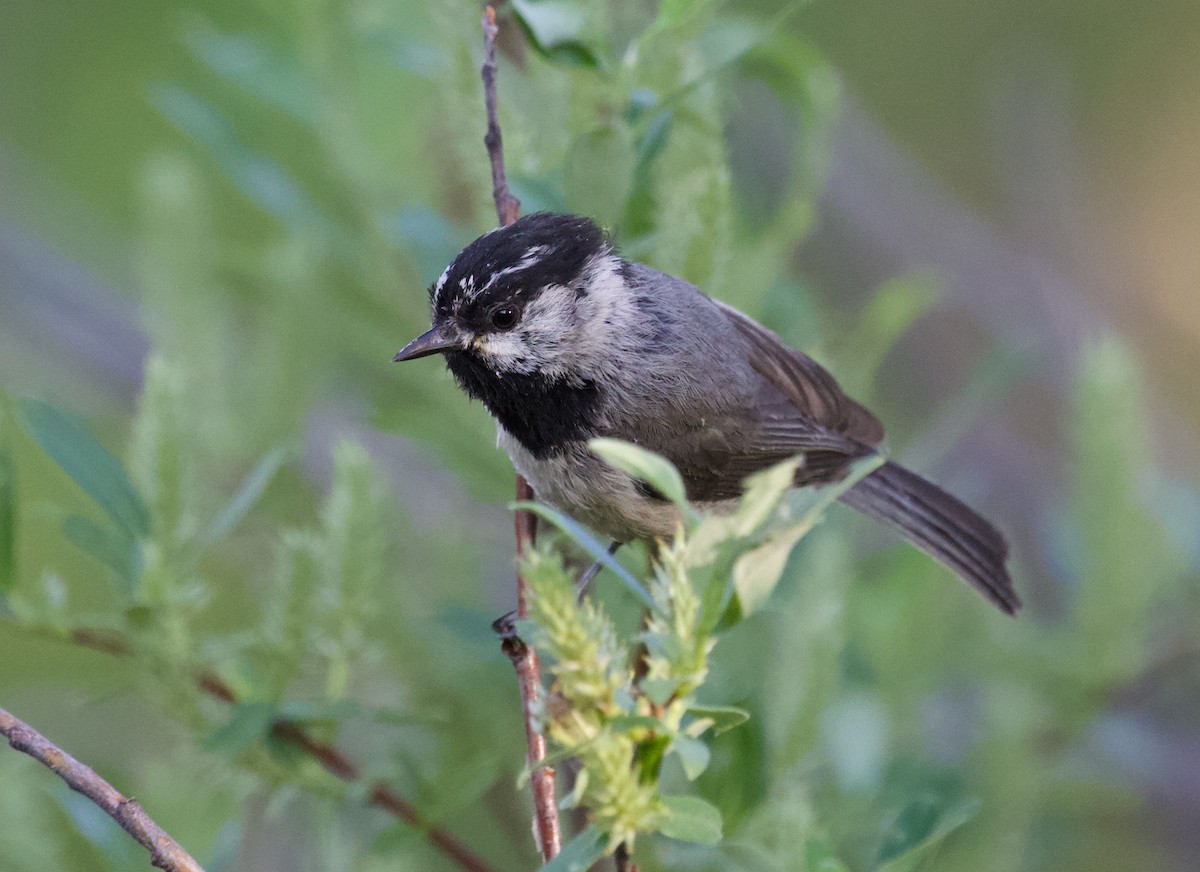 Mountain Chickadee - ML350292091
