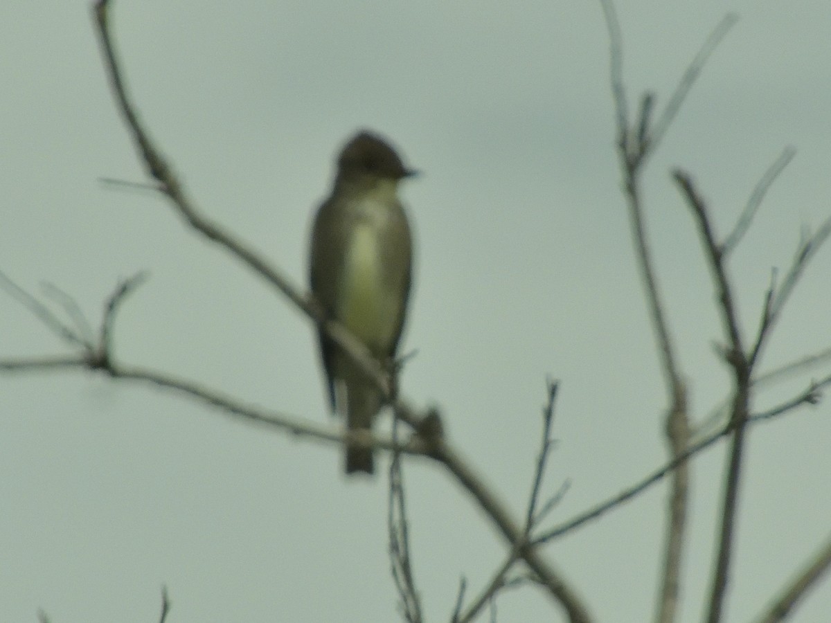 Olive-sided Flycatcher - ML350293451