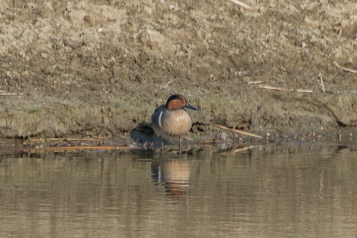 Green-winged Teal - ML350293611