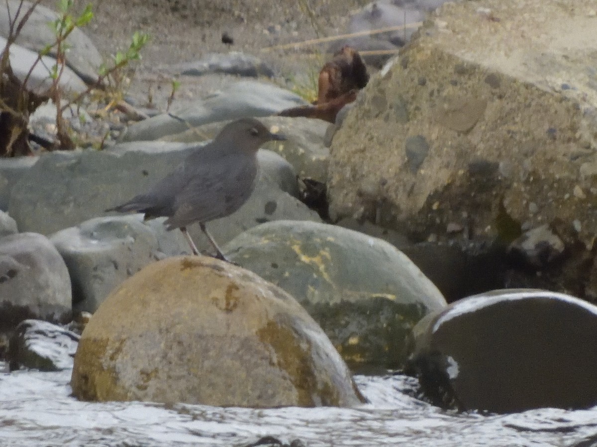 American Dipper - ML350293971