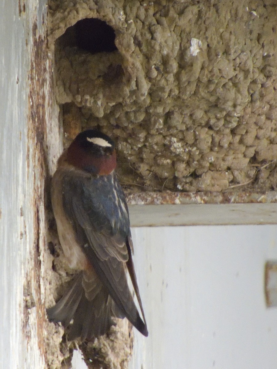 Cliff Swallow - ML350294001