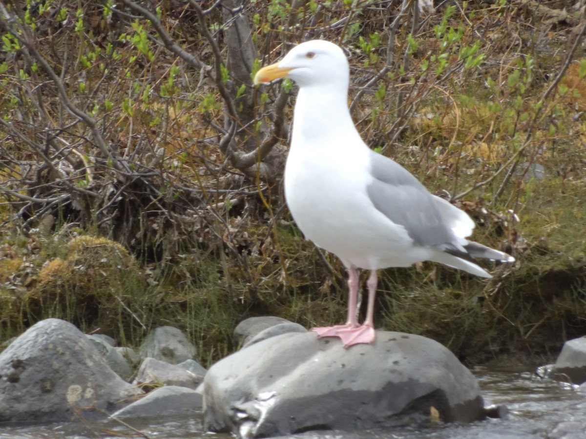 Gaviota Argéntea - ML350294151