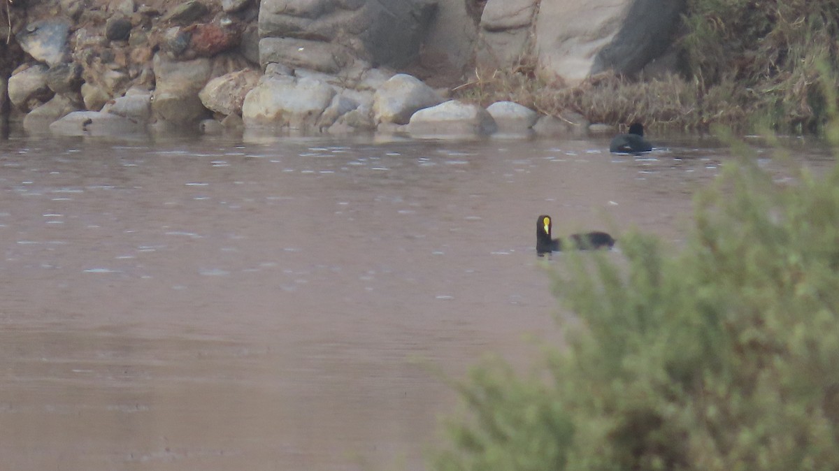 White-winged Coot - ML350295521