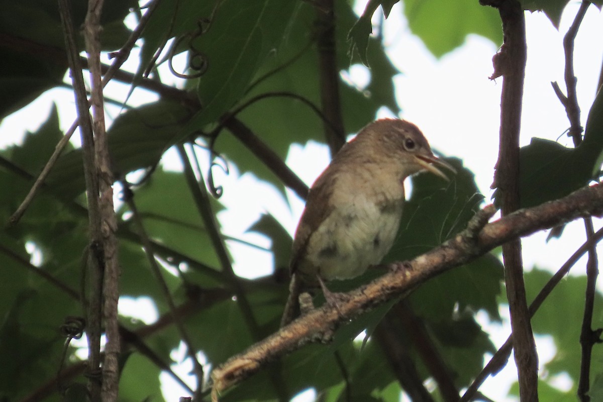 Northern House Wren - ML350295601